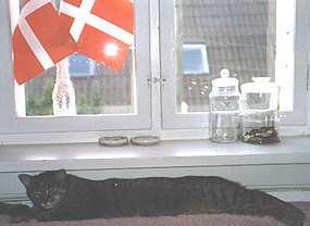 Moura na topen pod oknem s Dnskmi vlajkami (8 kB)