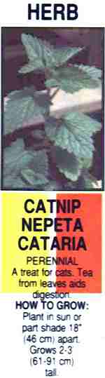 Nepeta cataria - catnip - anta (8 kB)