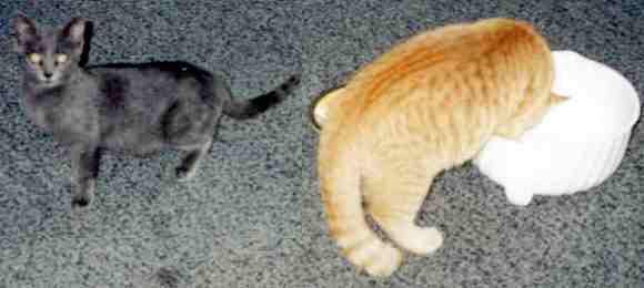 Kočička Smoky a 4-měsíční kocourek Tiger (12 kB)