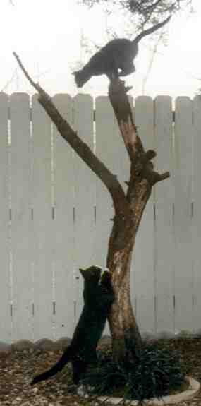 Koi siluety na strom (8 kB)