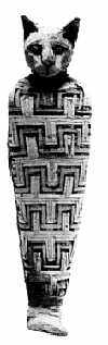 Starovk mumie koky z Egypta (5 kB)