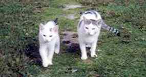 Kočky Macík s Pťa na procházce (6 kB)