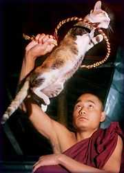 Burma - skákající kočka - obrázek u článku (7 kB)