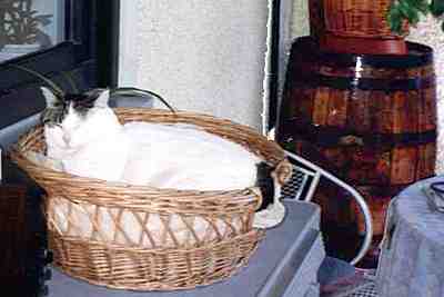Kotě ve svém košíku a zmíněný sud v pozadí (10 kB)