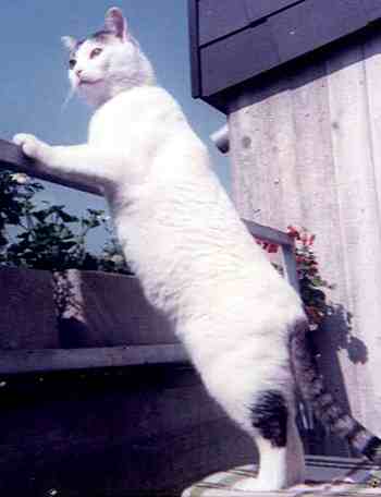 Kotě se rozhlíží z balkónu garsonky (10 kB)