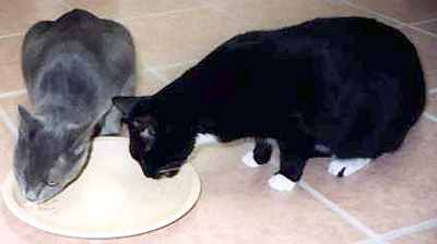 Obě kočky u jednoho talíře (7 kB)