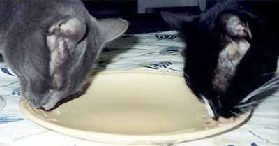 Kočky jedí z jednoho talíře (8 kB)