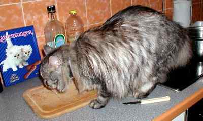 Na kuchyňském pultě se zajímá o jazýčky - kočičí (12 kB)