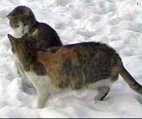 Kočky na sněhu (6 kB)