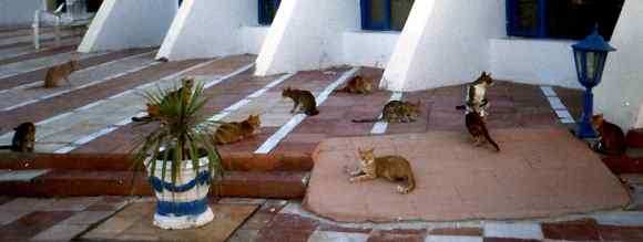 Tuniské kočky před hotelem (12 kB)