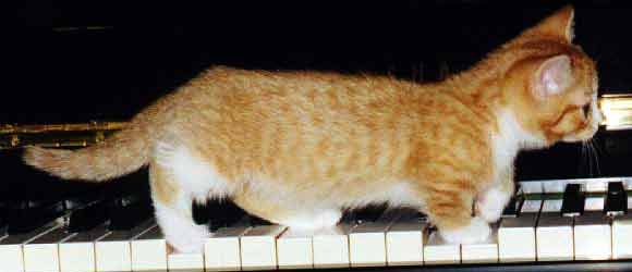 Koťátko munchkin na piáně - z Internetu (11 kB)
