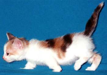 Munchkin koťátko - z Internetu (9 kB)