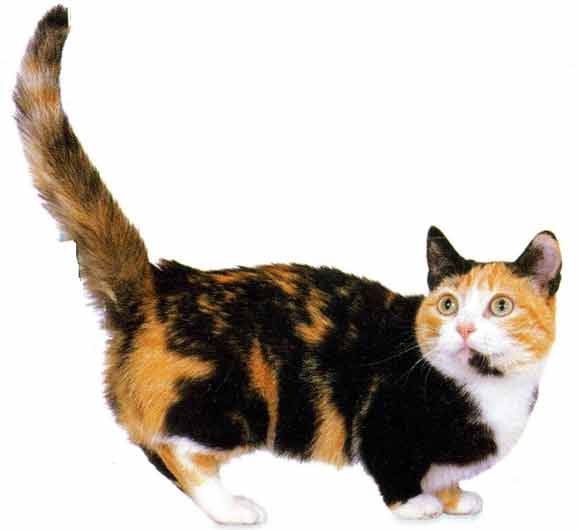 Munchkin kočička - obrázek z mé knížky (14 kB)