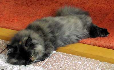 Kočka paní Adélky spí na třech podložkách (12 kB)