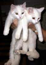 Dvě bílá koťata (4 kB)