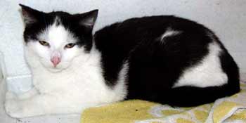 Černo-bílá kočička (6 kB)