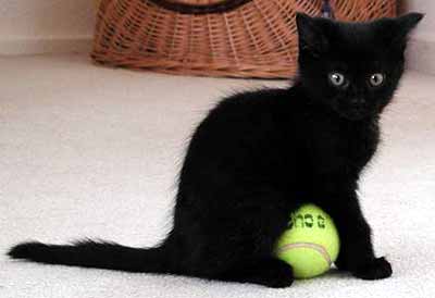 Spooky - kotě s tenisákem (9 kB)