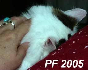 Koka Penelopa - PF 2005 (7 kB)