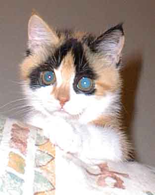 Dumka - kotě s modrýma vočima (8 kB)