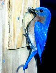 Eastern Bluebird - sameek, National Geographic Society (7 kB)