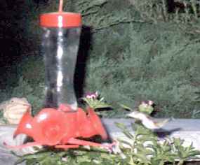 Kolibřík nalétává ke krmítku (9 kB)