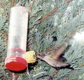 Kolibřík u krmítka na zahradě (10 kB)