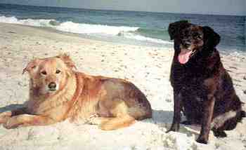 Dva psi na pli - Murphy a Casey (7 kB)