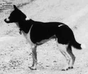 Knansk pes Tycho z USA v Sierra Nevada v r. 1998 (5 kB)