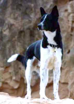 Knansk pes Tycho v pouti v Red Rocks - ve vku 4,5 let (9 kB)