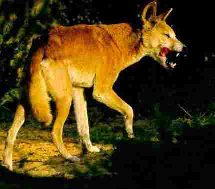Australsk pes Dingo (7 kB)