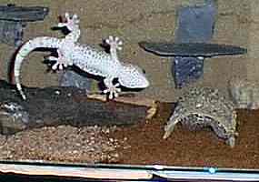 Gekoni - sameček v domečku (v pravo) a samička na skle (7 kB)