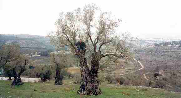 Pohled na Jeruzalmskou vysoinu se starou olivou v poped (14 kB)