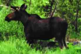 Mlad moose (5 kB)
