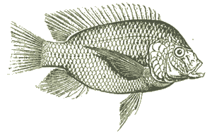 Nkres ryby sv. Petra z Galilejskho moe (10 kB)