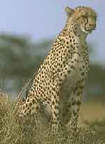 Gepard pozoruje a h (10 kB)