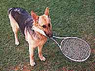 Vlk 'Bobinka' F.Grossmanna hraje obas i tenis (20 kB)
