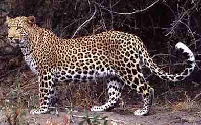 Leopard (14 kB)