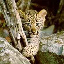 Leopard mld (8 kB)
