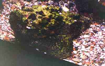 Nejnebezpenj ryba Rudho moe, kamenn ryba (10 kB)
