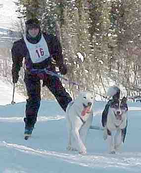 Maggie Hallam za dvma psy pi zvod u Fairbanks na Aljace (12 kB)