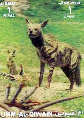 Hyena han na potovn znmce Umm-Al-Qiwain (11 kB)