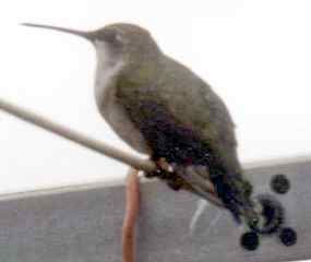Kolibřík na prádelní sňůře - vedle kolíčku (4 kB)