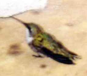 Prokřehlý kolibřík spadl na zem (4 kB)