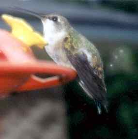 Prokřehlý kolibřík na krmítku (5 kB)