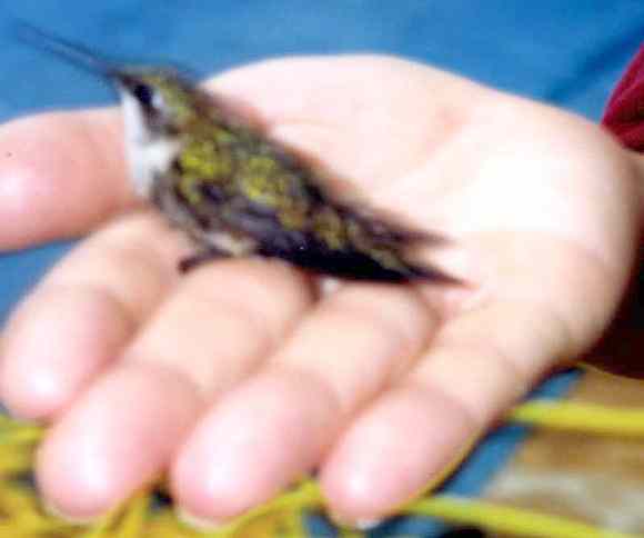 Kolibřík na mé dlani (12 kB)