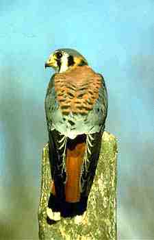Potolka - Sparrow Hawk - foto z Internetu (6 kB)