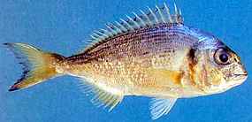 Ryba denis - Sparus aurata (6 kB)