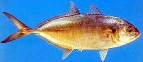 Ryba Caranx crysos (5 kB)