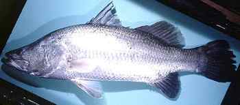 Australsk ryba barramundi (6 kB)