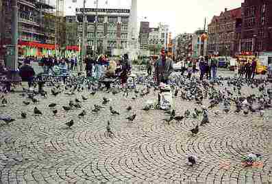 Ilustran obrzek holub v Amsterdamu (1 kB)